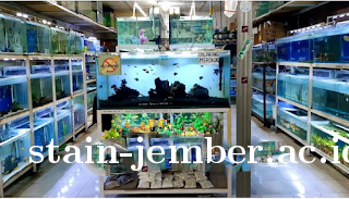 Jual Ikan Hias Terdekat & Terlengkap Di Tangerang & Tangsel